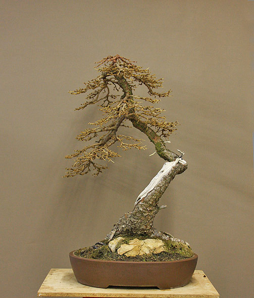Karl_Larix_taenzer_02.jpg