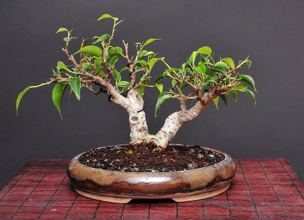 ficus_29122010.jpg