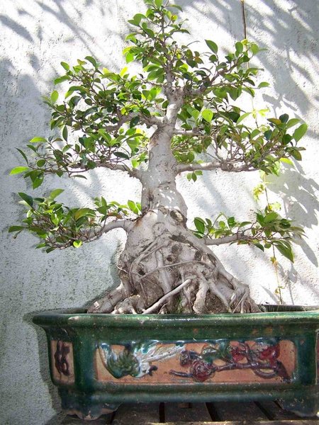 5.08.09Ficus.jpg