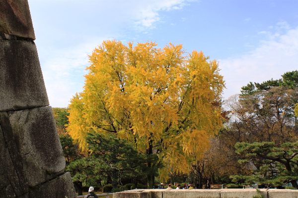 Teil 17 Nijo-Castle Kyoto  - 004.JPG