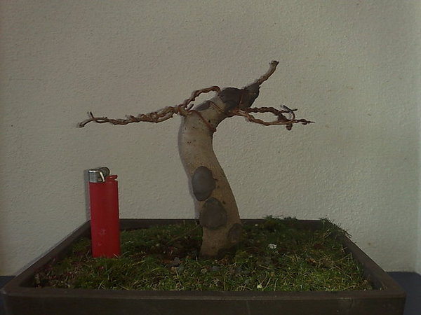 geplante Vordeseite