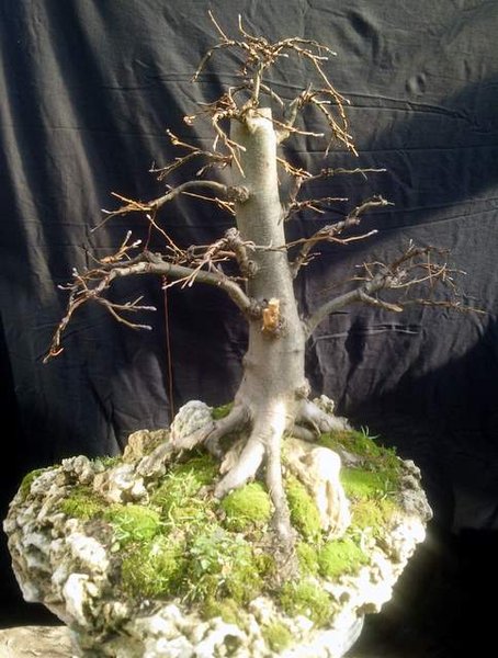 alnus (11).jpg