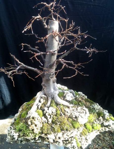 alnus (88).jpg