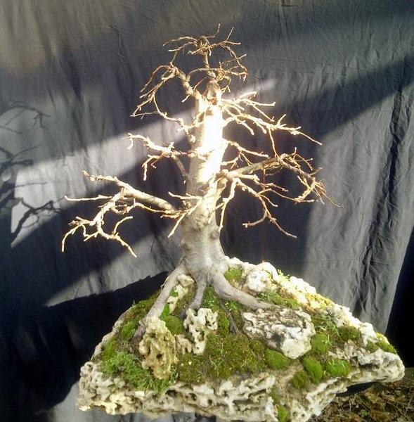 alnus (45).jpg