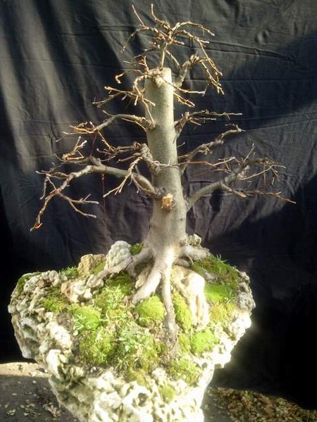 alnus (12).jpg