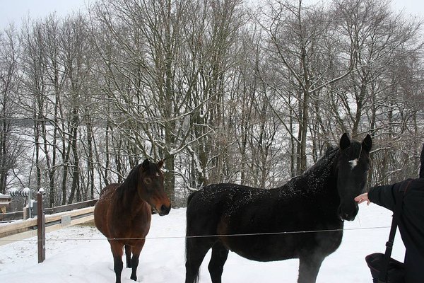 Pferde Spaziergang Dezember 2010 005 bff.jpg