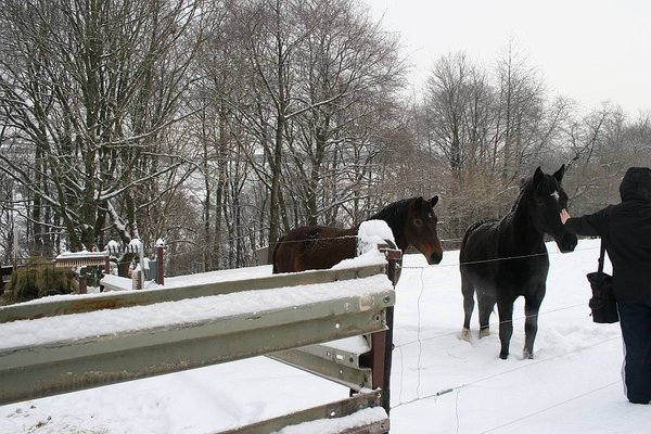 Pferde Spaziergang Dezember 2010 006 bff.jpg