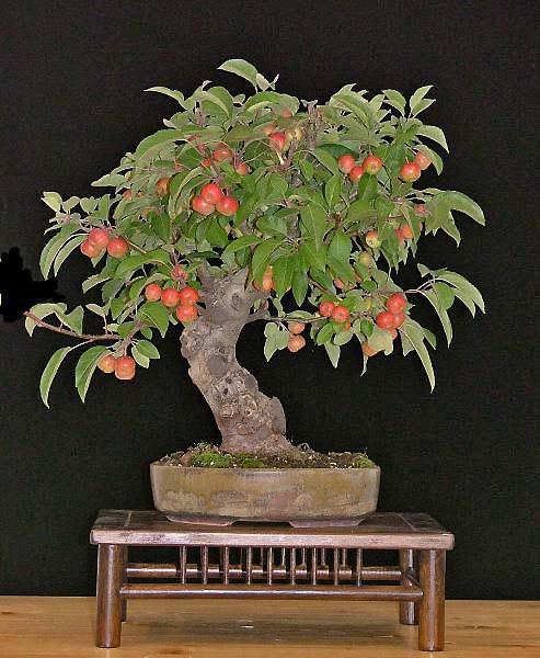 malus_heike_02.jpg