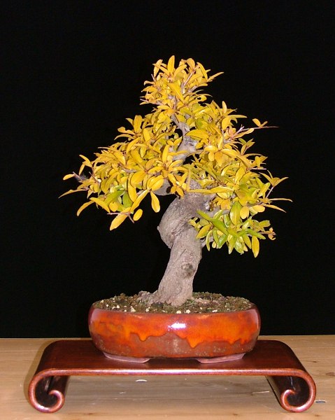 punica_heike_03.jpg
