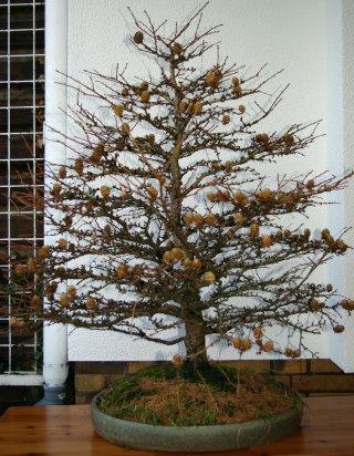 Rückseite
