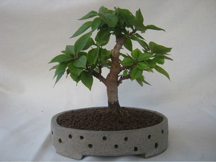 Bougainvillea_Mame_FrankB.jpg