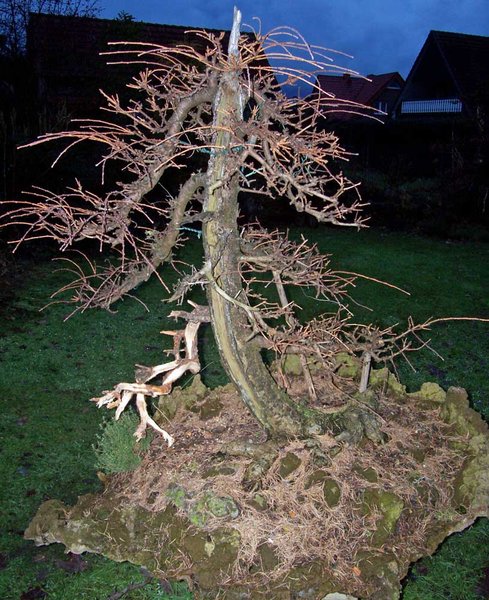 larix fett 002.JPG