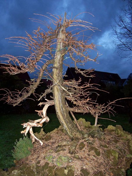 larix fett 009.JPG