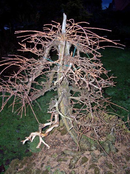 larix fett 011.JPG