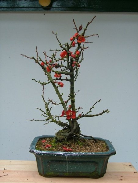 Chaenomeles speciosa na aankoop studio Bunjin 01-2005 (1).jpg