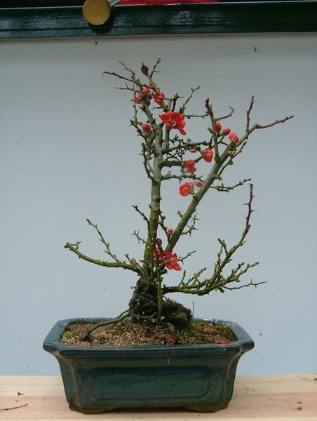 Chaenomeles speciosa na aankoop studio Bunjin 01-2005.jpg