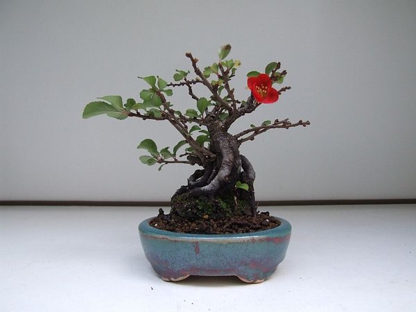 chaneomeles 11-11-2009 001.jpg