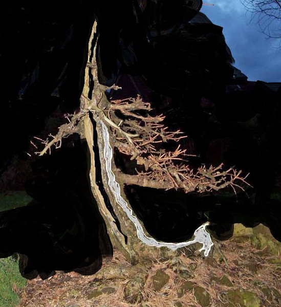 larix fett 00911.jpg