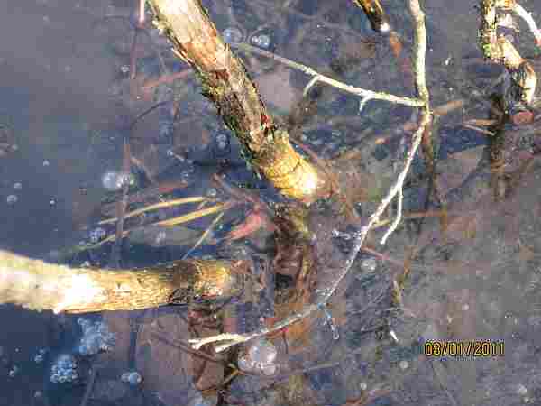 Baum unter Wasser