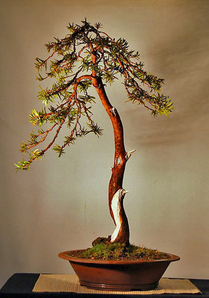 jupp_taxus.jpg