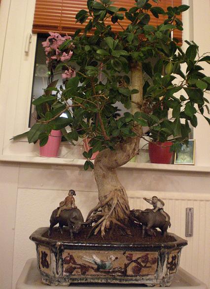 ficus 1.jpg