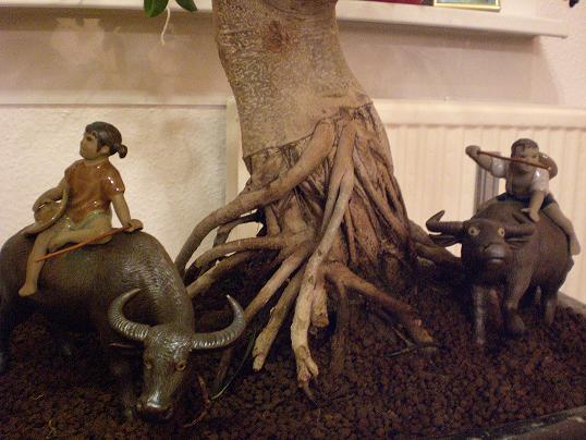 ficus 2.jpg