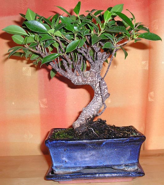 Ficus Retusa, ca 16cm ab Schalenrand