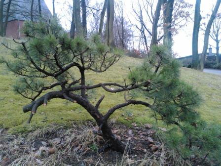 Kiefer1.jpg