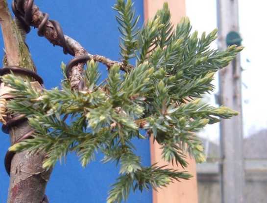 normaler Squamata Ast mit dichten Nadeln