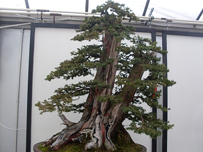 SDC11530.JPG