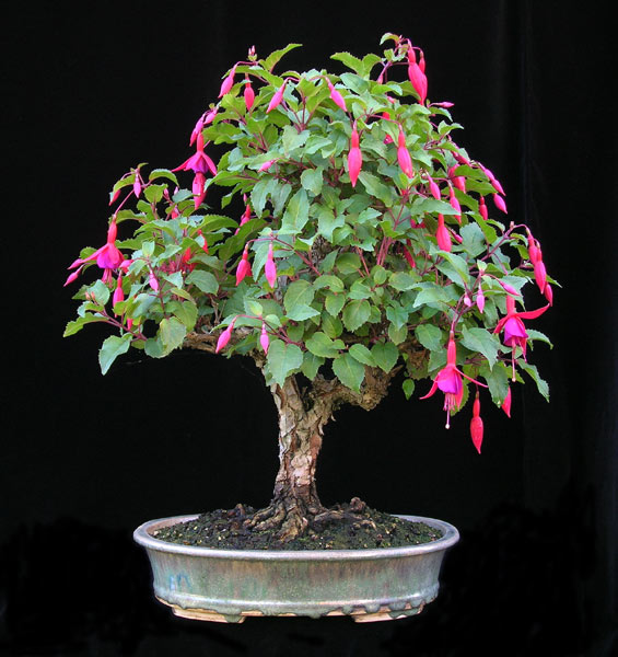 Fuchsia.jpg