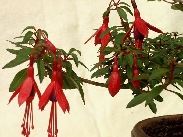 Blüte F. magellanica, Foto: J. Knieke