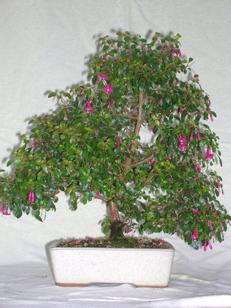 Fuchsia microphylla, Besitzer und Foto: J. Knieke
