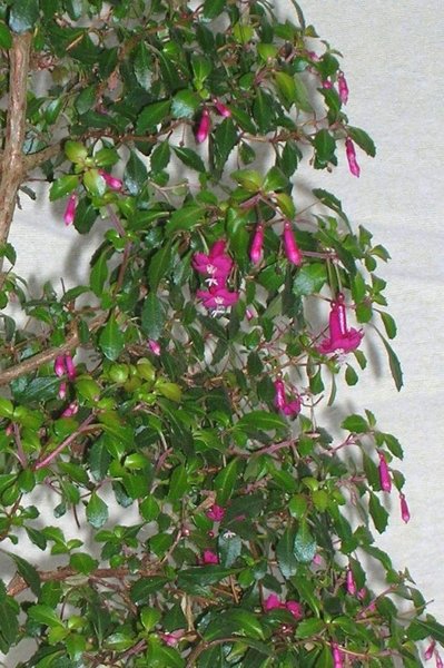 Blüte F. microphylla, Foto: J.Knieke