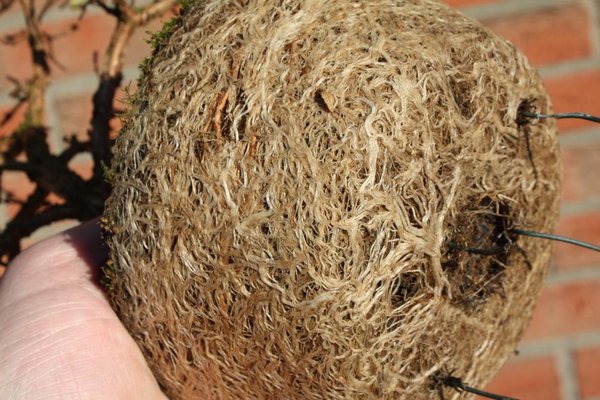 bewurzelter Steckling im 4. Jahr, Foto: J. Knieke