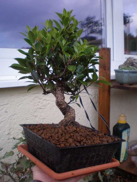 ficus aldi 2.JPG