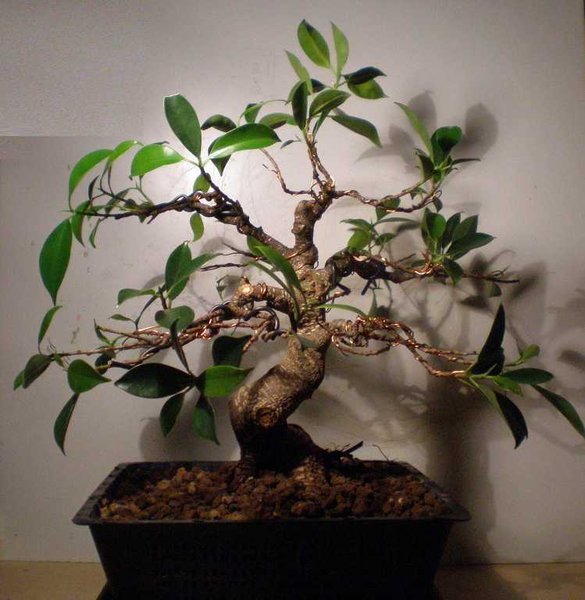 ficus aldi_749x768.jpg