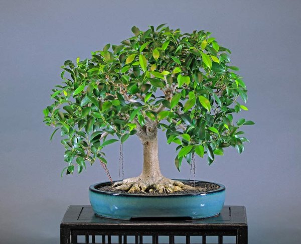 Ficus-retusa-hinten.jpg
