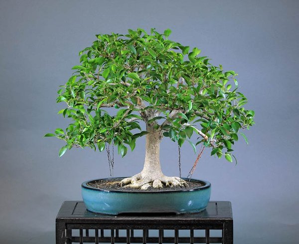 Ficus-retusa-01.jpg