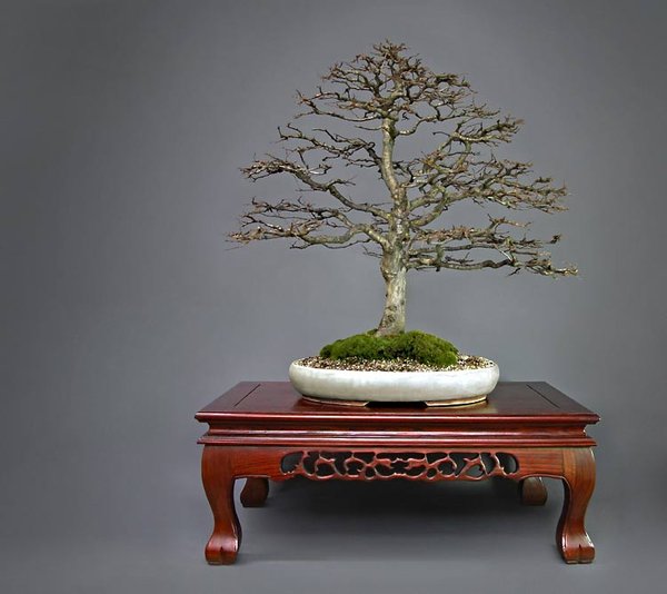 Carpinus-betulus_Marcel.jpg