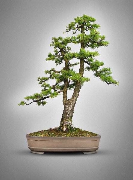 Larix-kaempf_Marcel.jpg