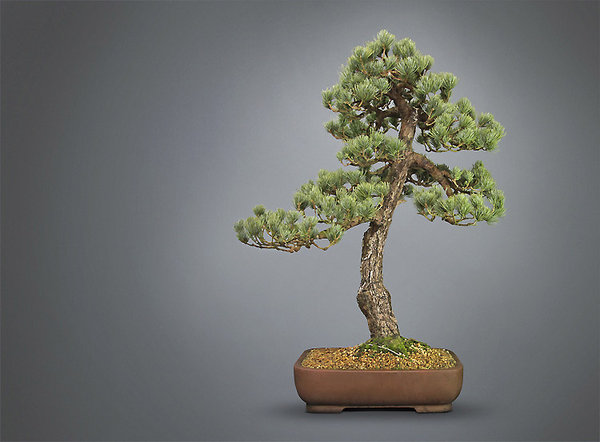 Pinus-parviflora_Marcel.jpg