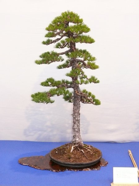Dieser Baum gefiel mir sehr!