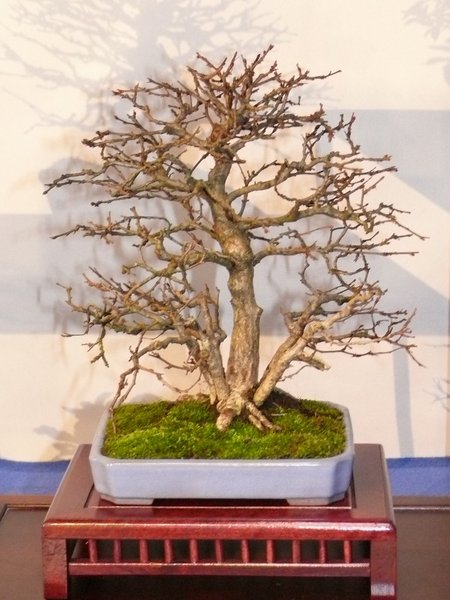 P1020552k.JPG