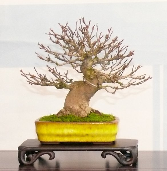 Wundervoller Dreispitz-Shohin! Auch die Schale ein Traum!