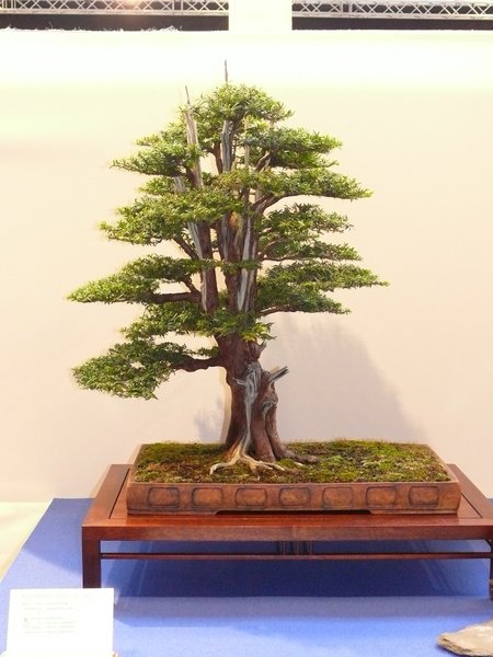 P1020635k.JPG