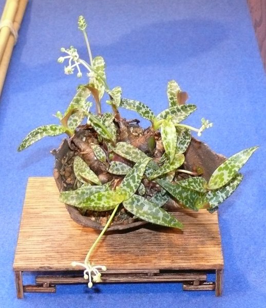 P1020645k.JPG