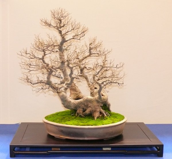 Schöner, ungewöhnlicher Zürgelbaum