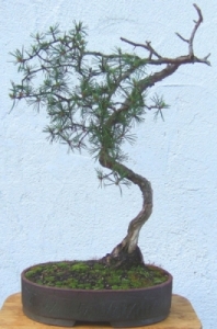 Kiefer-1.jpg