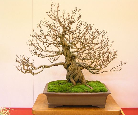 Granatapfel_JD_bonsaiautumn_GV.jpg